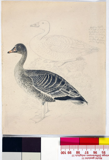 naumann_2751.jpg
