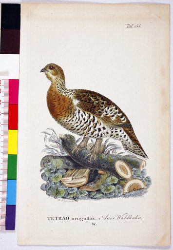 naumann_2765.jpg