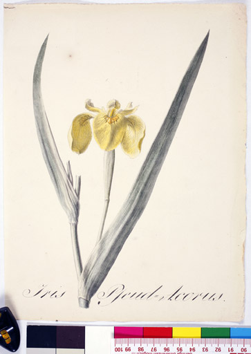 naumann_2775.jpg