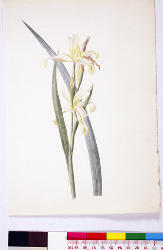 naumann_2777.jpg