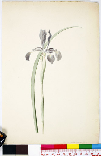 naumann_2779.jpg