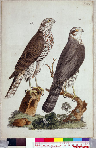 naumann_3378.jpg
