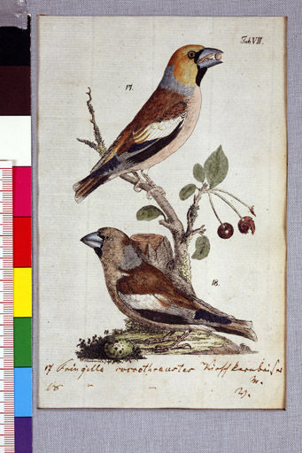 naumann_3408.jpg