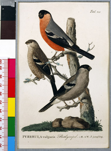 naumann_3412.jpg