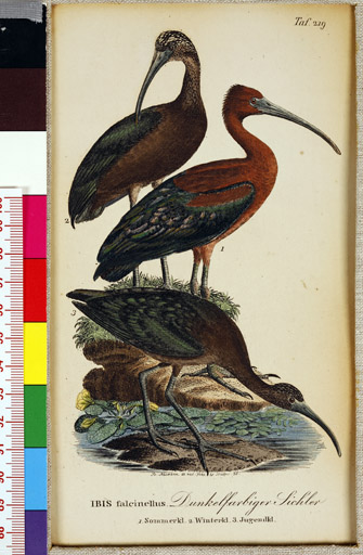 naumann_3431.jpg