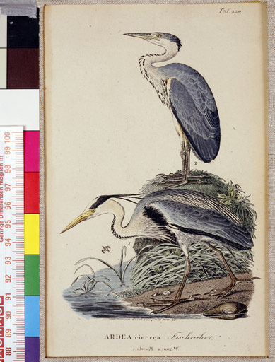 naumann_3432.jpg