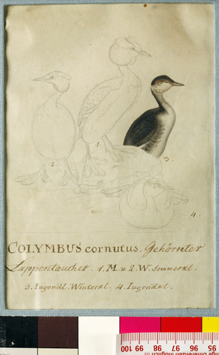 naumann_3452.jpg