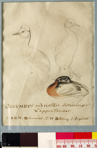 naumann_3453.jpg