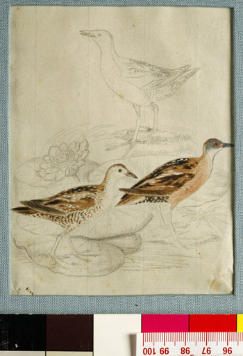 naumann_3461.jpg
