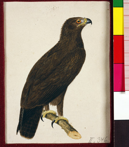 naumann_3466.jpg
