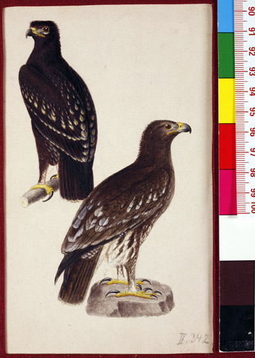 naumann_3467.jpg