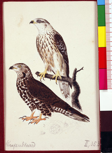 naumann_3470.jpg