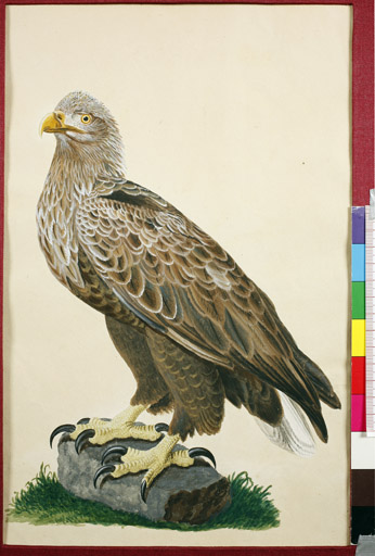 naumann_3475.jpg