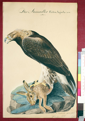 naumann_3476.jpg
