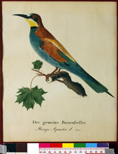 Bienenfresser
