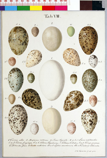 naumann_3494.jpg