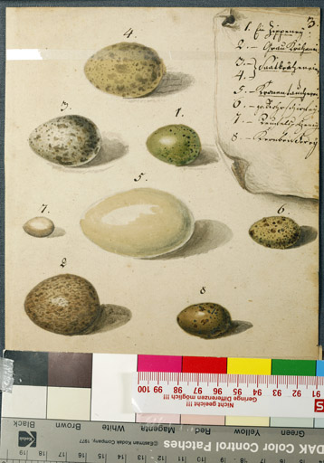 naumann_3508.jpg
