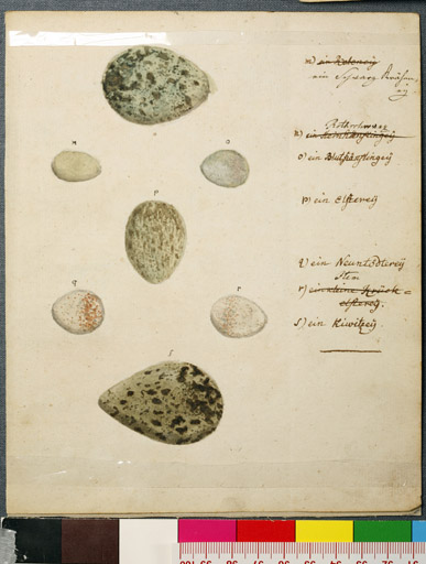 naumann_3512.jpg