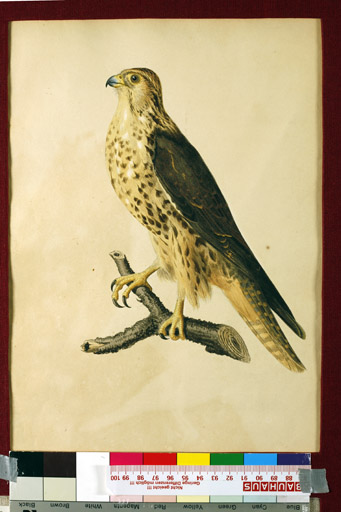 naumann_3517.jpg