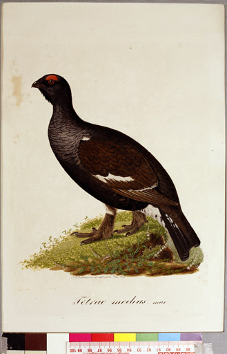 naumann_3535.jpg