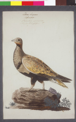 naumann_3546.jpg