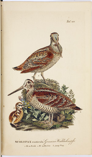 naumann_3769.jpg