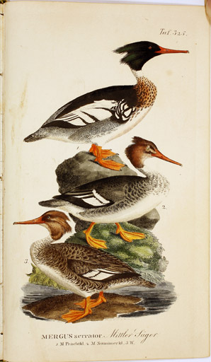 naumann_3777.jpg