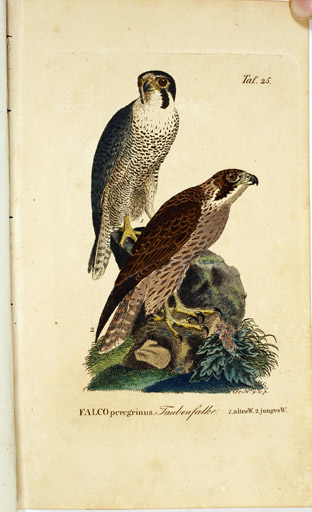 naumann_3781.jpg