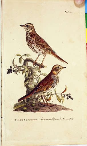 naumann_3791.jpg