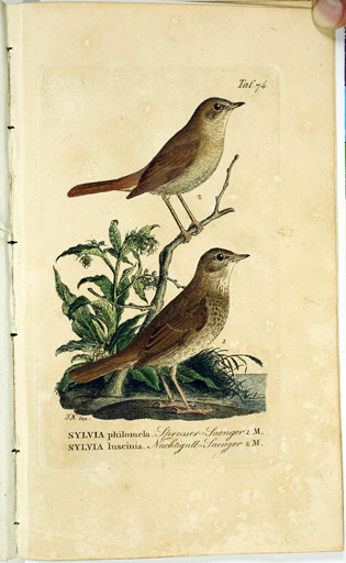 naumann_3796.jpg