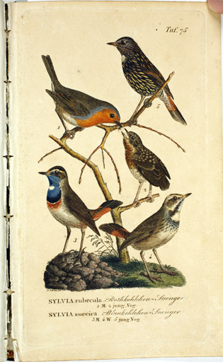 naumann_3797.jpg