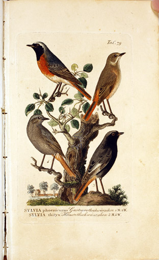 naumann_3799.jpg