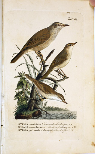 naumann_3801.jpg