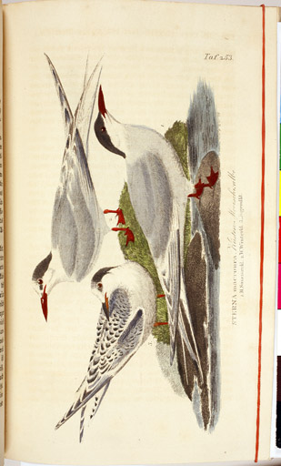 naumann_3803.jpg