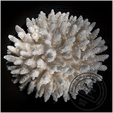 acropora_0943