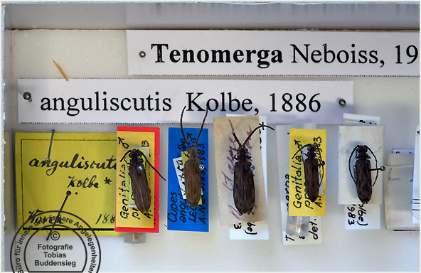anguliscutis_0354