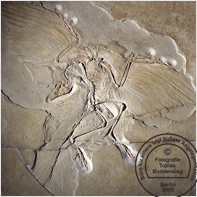 archeopterix_0646