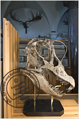 brachiosaurus_0190