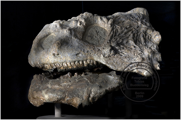 bradysaurus_0877