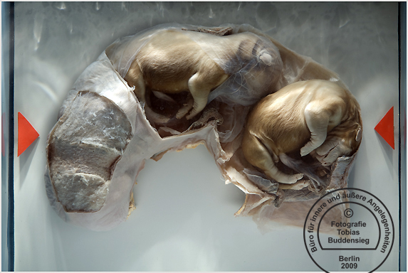 hundeembryos_1449