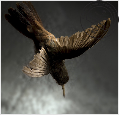 kolibri_1341