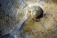 ammonit1_0066