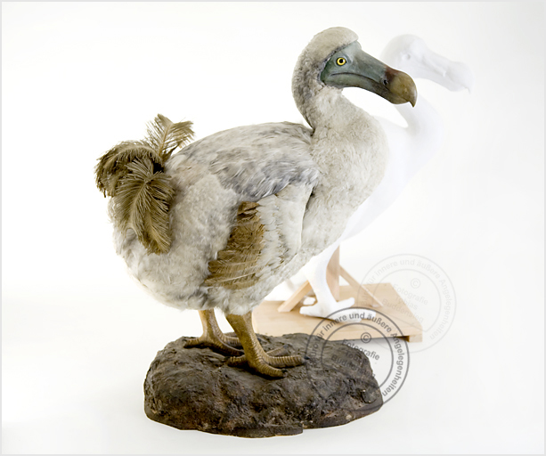 Dronte, Präparat, Museum fr Naturkunde