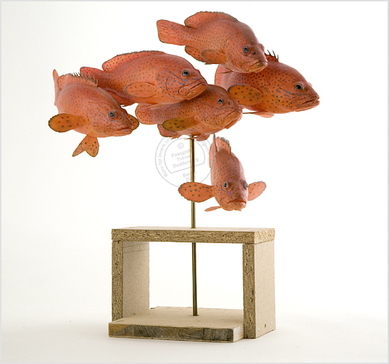 Fische, Präparat, Museum fr Naturkunde