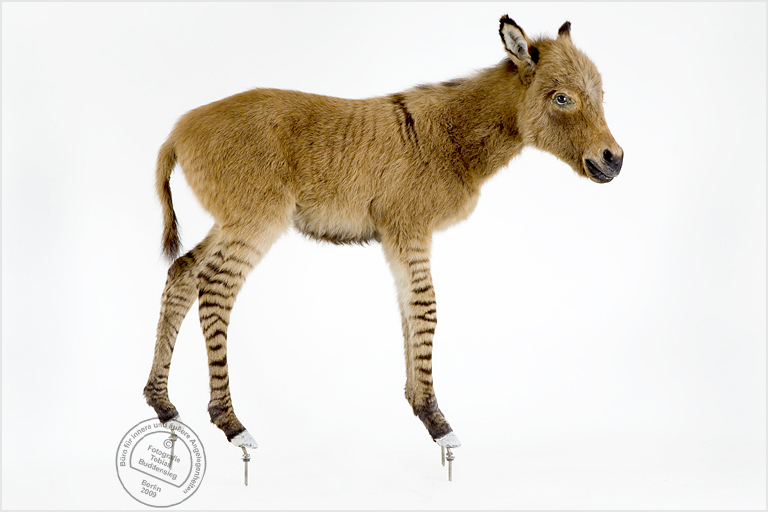 Fohlen, Präparat, Museum fr Naturkunde