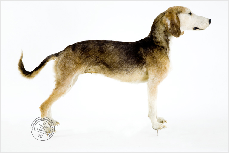Jagdhund, Präparat, Museum fr Naturkunde