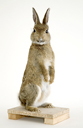 kaninchen_1688_128