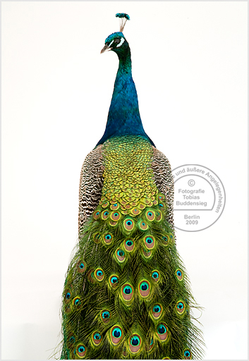 Pfau, Präparat, Museum fr Naturkunde