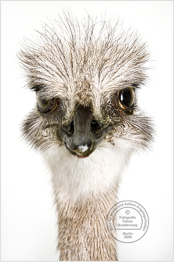 Strauß, Präparat, Museum fr Naturkunde