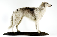 windhund_1921_128